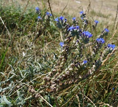 Anchusa leptophylla