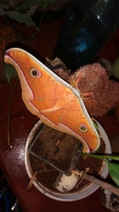 Antheraea paphia