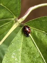 Harmonia axyridis