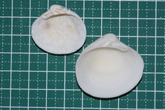 Lioconcha castrensis