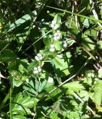 Valerianella