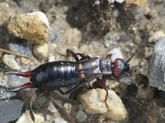 Anechura bipunctata