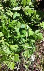 Valerianella
