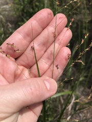 Panicum virgatum cubense