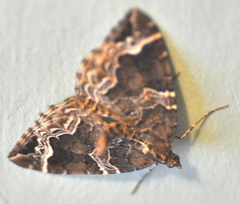 Cidariini