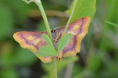 Idaea muricata