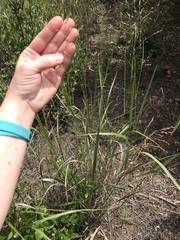 Panicum virgatum cubense