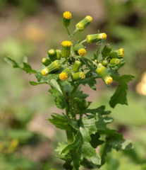 Senecio vulgaris