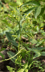 Senecio vulgaris