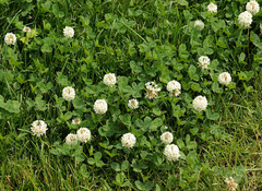 Trifolium repens