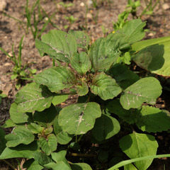 Amaranthus blitum