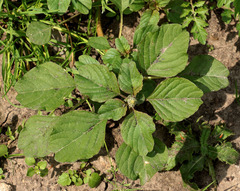 Amaranthus blitum