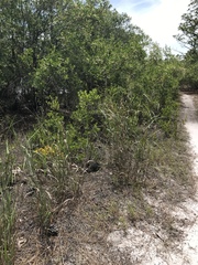 Panicum virgatum cubense