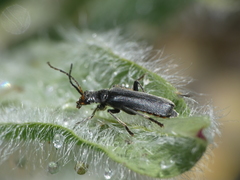 Cantharis tristis
