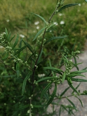 Artemisia vulgaris