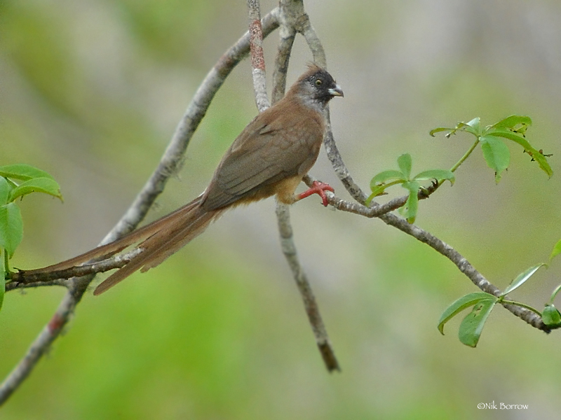 Red-backed Mousebird photo