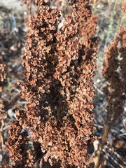Rumex patientia
