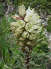 Campanula thyrsoides