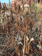 Rumex patientia