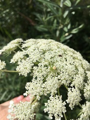 Ebrechtella tricuspidata