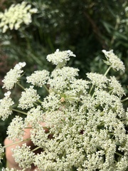 Ebrechtella tricuspidata