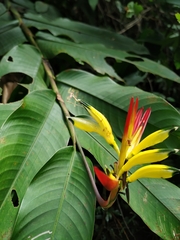 Leptoscelis excellens