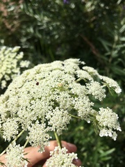 Ebrechtella tricuspidata