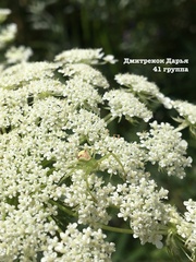 Ebrechtella tricuspidata