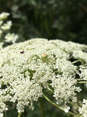 Ebrechtella tricuspidata