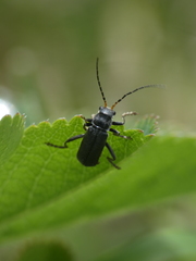 Cantharis tristis