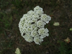 Daucus carota