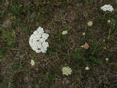 Daucus carota
