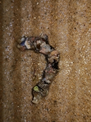 Diopatra dentata