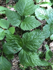 Rubus saxatilis