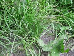 Carex bostrychostigma