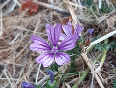 Malva sylvestris