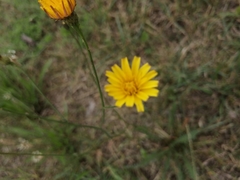 Scorzoneroides autumnalis