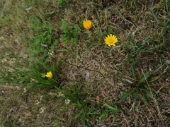 Scorzoneroides autumnalis