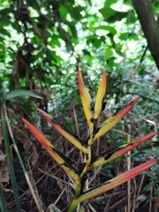 Heliconia hirsuta