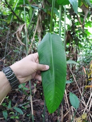 Heliconia hirsuta