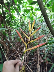 Heliconia hirsuta