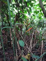 Heliconia hirsuta