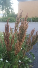 Rumex crispus