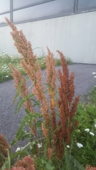 Rumex crispus