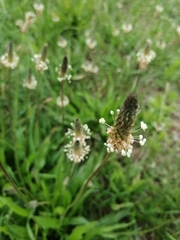 Plantago lanceolata