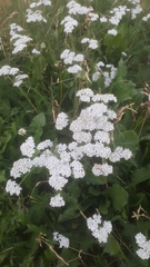 Achillea millefolium