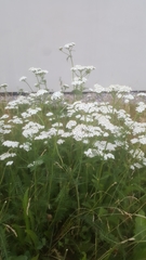 Achillea millefolium