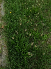 Plantago lanceolata