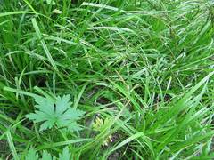 Carex bostrychostigma