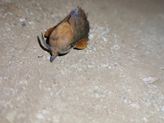 Gastropacha quercifolia